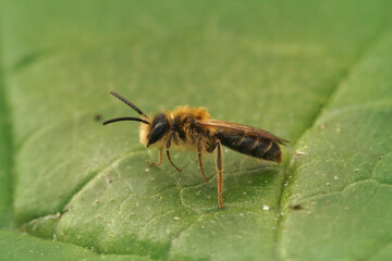 Closeup of a male Early mining bee , Andrena haemorrhoa on a green leaf