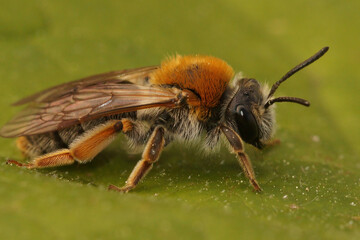 Closeup of a colorful female Early miing bee , Andrena haemorrhoa on a green leaf