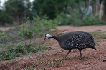 pheasant on the beach