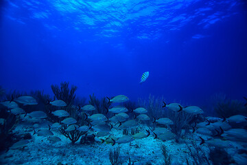 Naklejka na ściany i meble school of fish underwater photo, Gulf of Mexico, Cancun, bio fishing resources