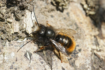 Detailed closeup of the male horned mason bee, Osmia cornuta , sunbathing on wood