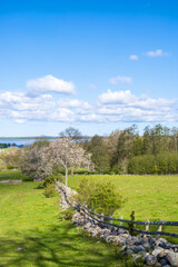 Landscape view with flowering cherry trees by a stone wall