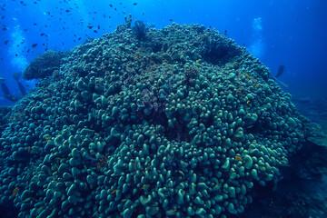 underwater world / blue sea wilderness, world ocean, amazing underwater