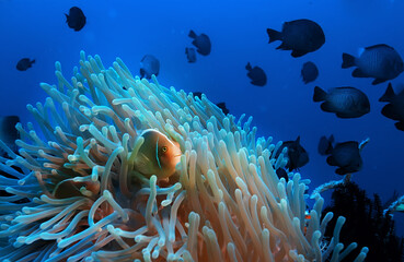 Naklejka na ściany i meble clown fish coral reef / macro underwater scene, view of coral fish, underwater diving