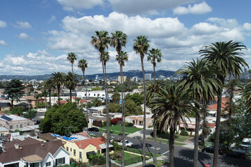 Aerial view of palm trees in a Southern California neighborhood