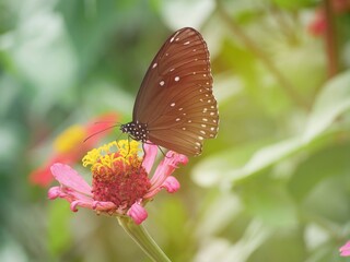 Butterflies flying on the flowers.