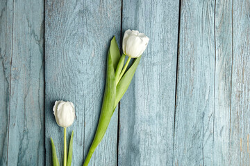 White flowers on light blue background, two tulips