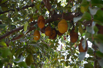 bunch of Jackfruit on tree