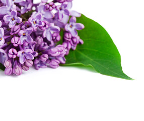 Blossoming branch of lilac (Syringa vulgaris). Violet flowers isolated on a white background.