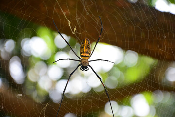 wild big spider web on a tree