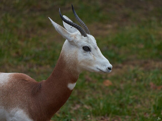 deer animal