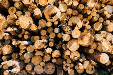 Tree cut cross section texture. Chopped logs are piled in bulk in the forest to form a decorative pattern.