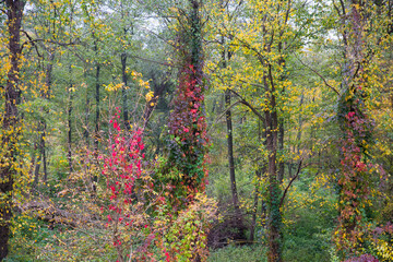 Colorful autumn leaves of wild grapes.