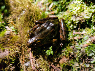 Frog or Toad on Moss in Forest Closeup