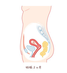胎児の成長（妊娠2ヶ月）のイラスト