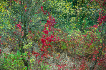 Colorful autumn leaves of wild grapes.