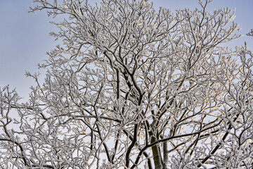 Snow and frost on the branches of trees against the background of the sky.