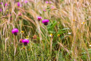Italy, Basilicata, Province of Matera, Matera. Wildflowers.