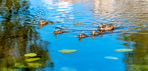 Bird duck mallard with ducklings on the surface of the pond in summer