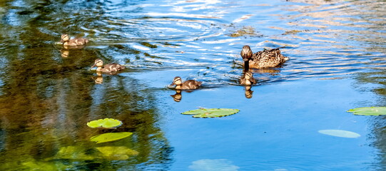 Bird duck mallard with ducklings on the surface of the pond in summer