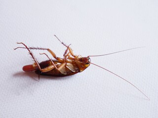 Cockroaches died from being hit by very ugly drugs.