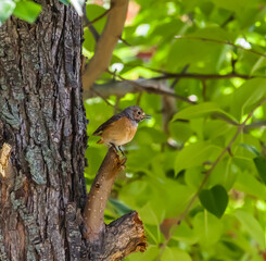 Bird redstart ordinary close-up in summer on the branch of an apple tree against the background of green foliage