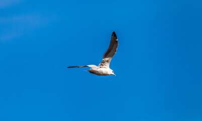 Bird river gull close-up on the background of the blue sky in summer