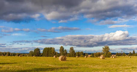Fototapeta premium Field with mown grass and hay rolls on the background of the forest and the sky with clouds in summer