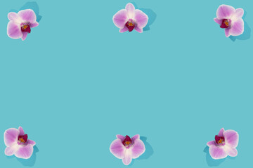 Six pink phalaenopsis orchid blooms on blue background. Orchid flower flat lay.