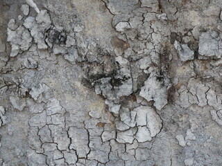 The bark pattern has a rough texture.