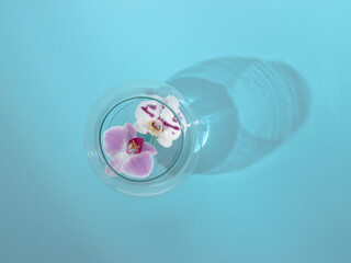 Purple spotted white and pink phalaenopsis orchid blooms floating in the glass vase filled with water. Blue background with shadow of the glass vase.