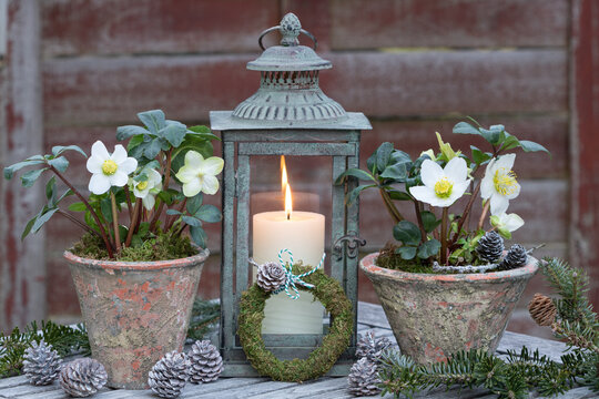 Winter-Gartendekoration mit Christrosen und vintage Laterne