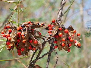 Abrus precatorius.With bright red children