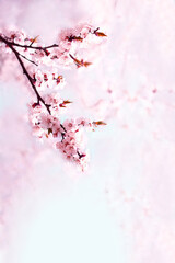 Cherry pink blossoms close up. Blooming sakura tree	