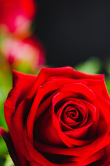Red rose flower isolated on natural dark background.