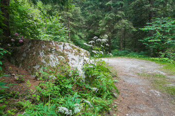 Sentiero delle cascate che porta alla cascata Lares nella Val Genova in Trentino, viaggi e paesaggi in Italia