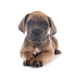Obraz premium puppy cane corso