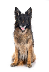 german shepherd in studio