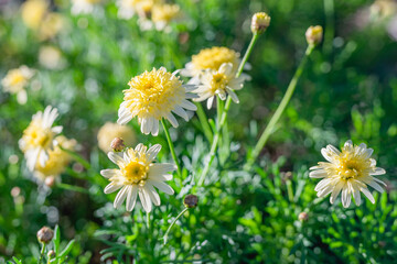 Beautiful white daisy flowers and green foliage close up, selective focus, soft background