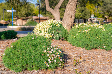 Fototapeta premium Sunny day in city park and beautiful white daisy flowers in bloom, California