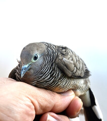 Cute little spotted dove or mountain dove or pearl-necked dove or lace-necked dove or spotted turtle-dove dead in hand, veterinarian on white background. 