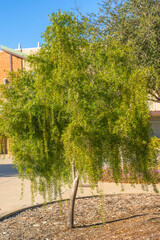 Beautiful young Mayten tree (Maytenus boaria) close up i in sunny day in city park, vertical banner