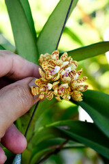 Obraz premium Yellow-red orchids among the green leaves, growing in a flower garden.