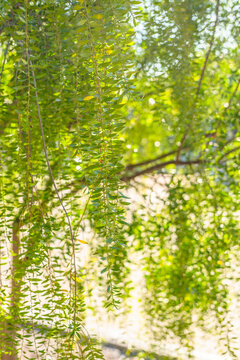 Branch of Mayten tree (Maytenus boaria) close up with soft green background, vertical banner