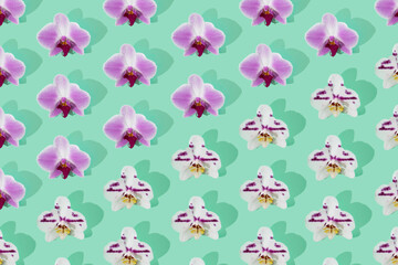 Pattern with pink ana white orchid bloom on mint background. Phalaenopsis orchid flower  flat lay.