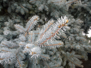 Naklejka na ściany i meble Coniferous branch pine covered with hoarfrost