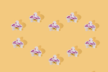 Purple spotted white phalaenopsis orchid blooms heart pattern on orange background. Orchid flower flat lay.