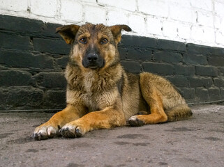 Stray dog against the wall