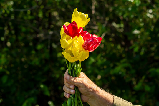 Old man's hand and tulips on a sunny day, picture for design