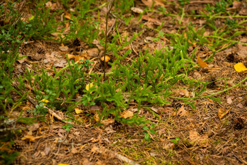 summer forest landscape, selective focus
